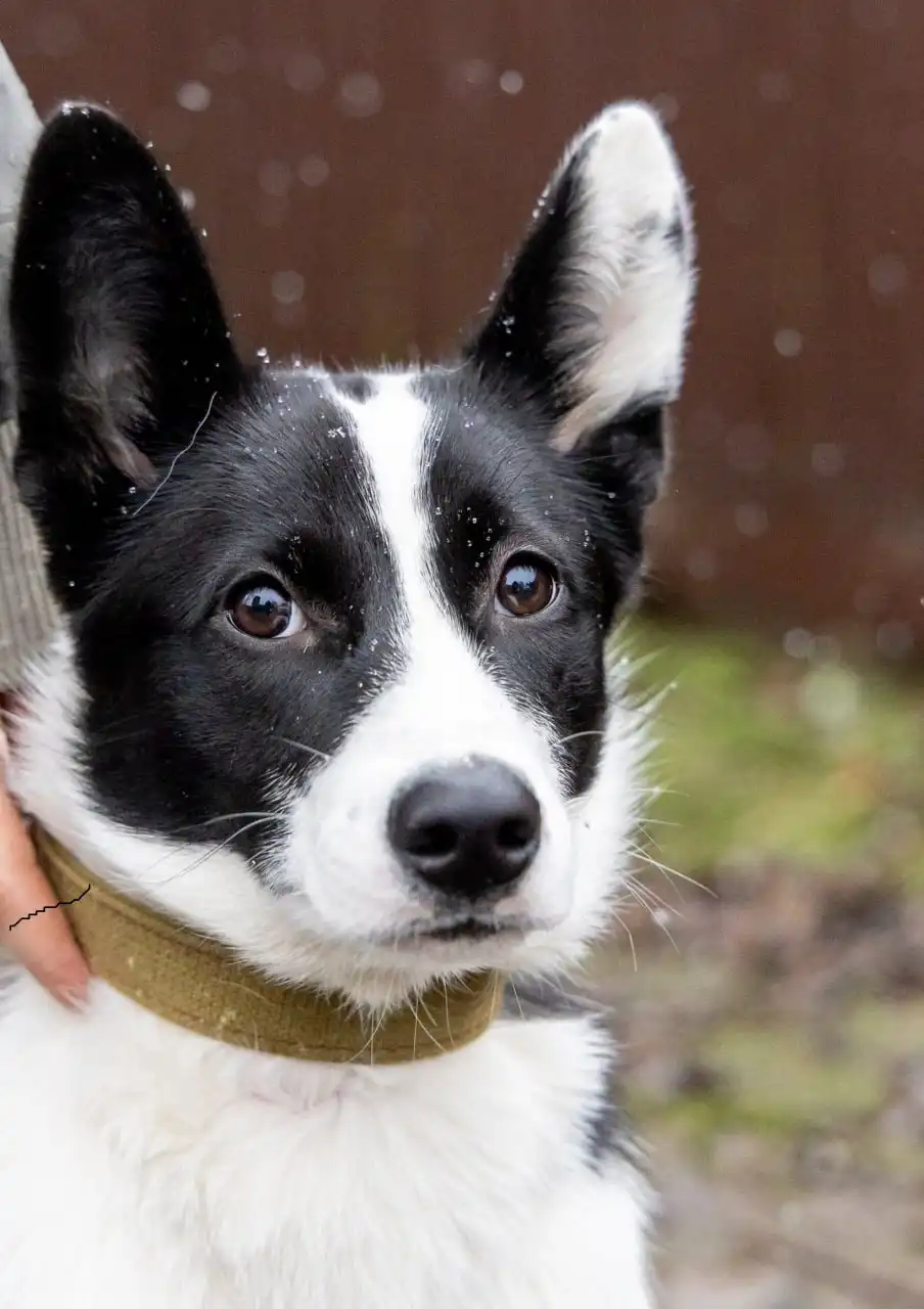 Собачка Лада ищет дом или передержку