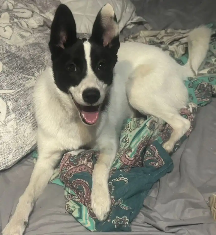 Собачка Лада ищет дом или передержку