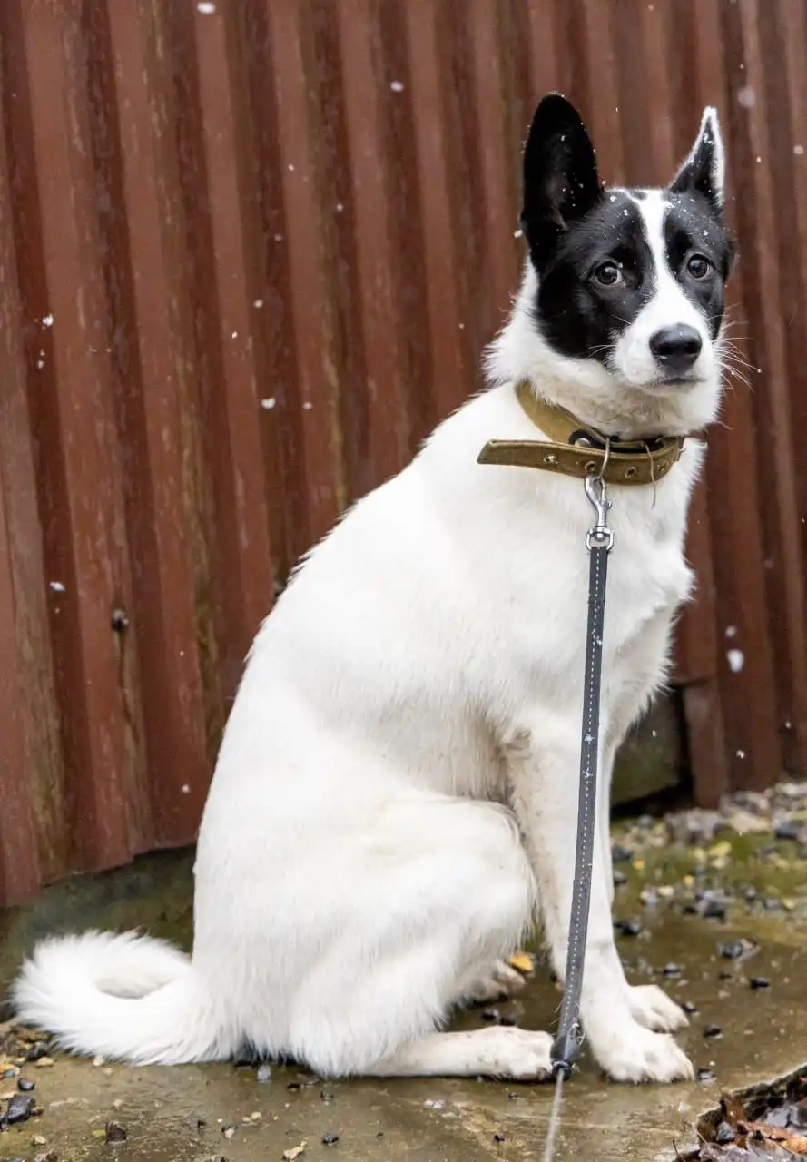 Собачка Лада ищет дом или передержку