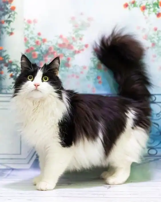 Эльза ищет добрые руки