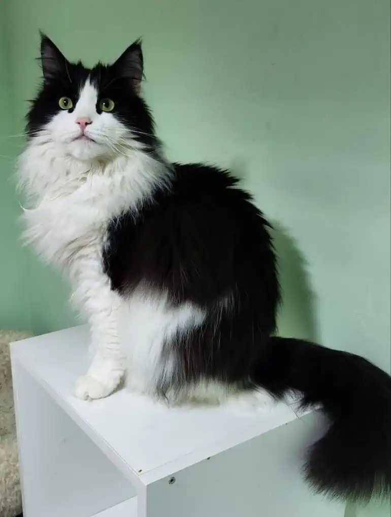 Эльза ищет добрые руки