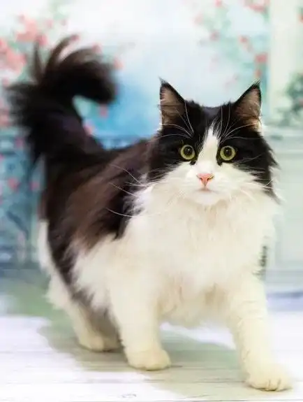 Эльза ищет добрые руки