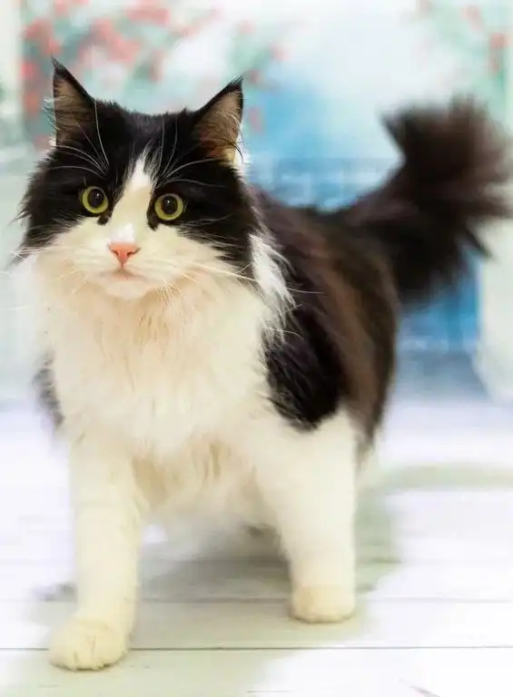 Эльза ищет добрые руки