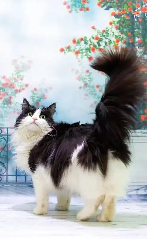 Эльза ищет добрые руки