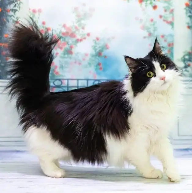 Эльза ищет добрые руки