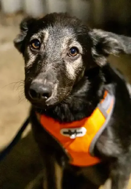 Щенок Цезарь ищет дом в Москве - частное объявление в Москва