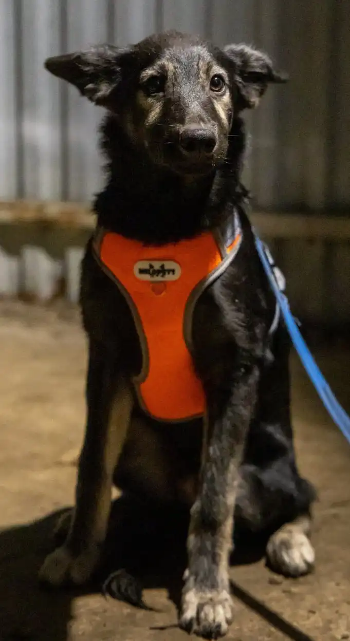 Щенок Цезарь ищет дом в Москве