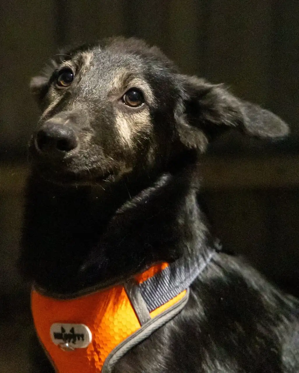 Щенок Цезарь ищет дом в Москве