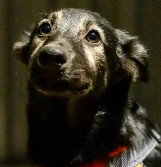 Щенок Цезарь ищет дом в Москве