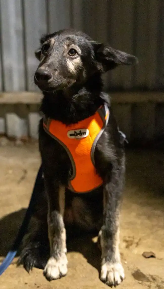 Щенок Цезарь ищет дом в Москве