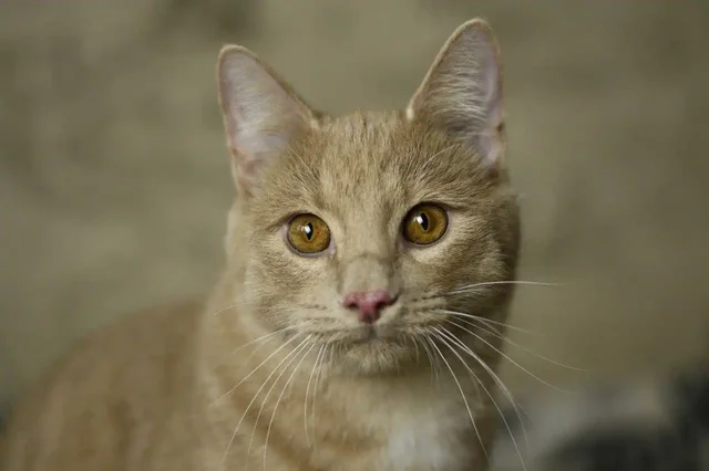 Котёнок Сырник ищет семью в Москве и МО - частное объявление в Москва