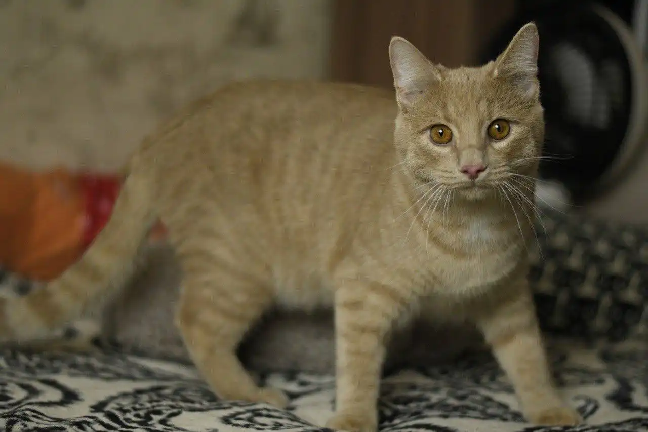 Котёнок Сырник ищет семью в Москве и МО