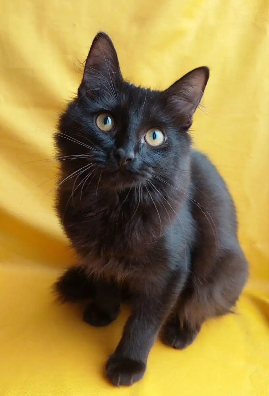 Котенок Макс в добрые руки