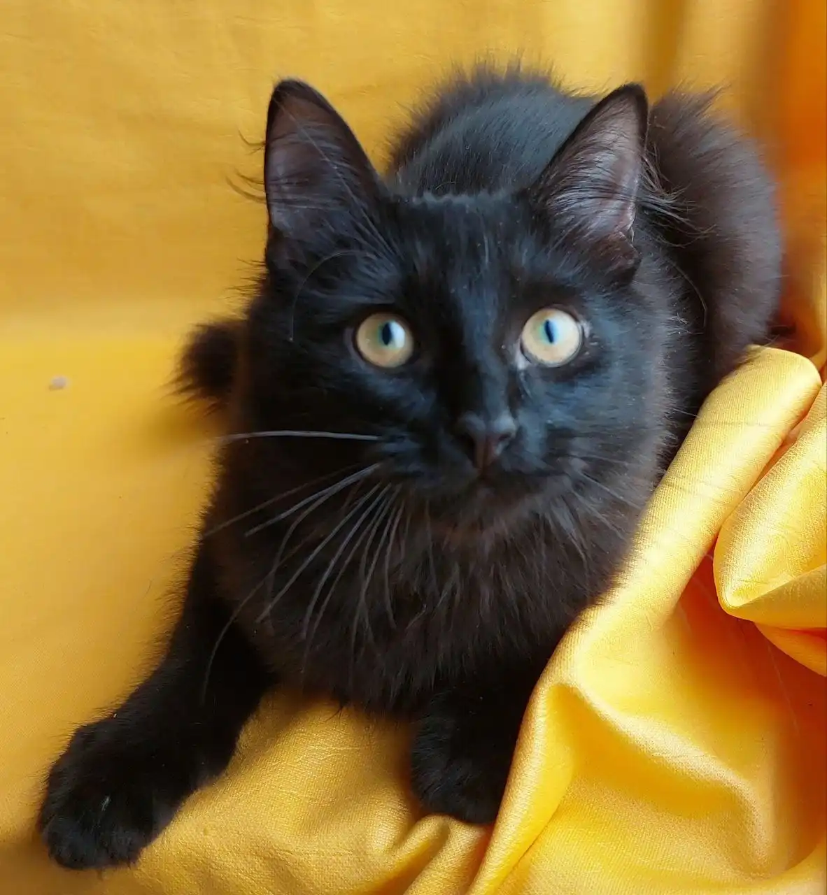 Котенок Макс в добрые руки