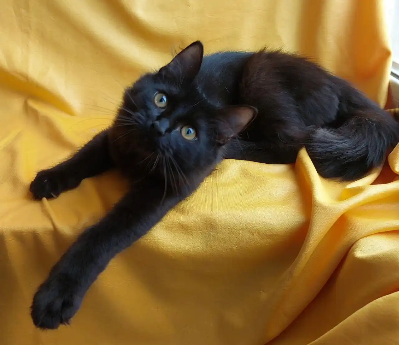 Котенок Макс в добрые руки