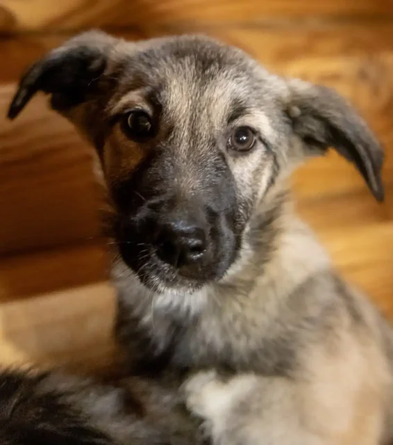 Щенки девочки 4 месяца ищут дом в Москве - Животные в Москва