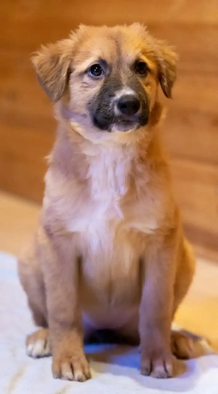 Щенки девочки 4 месяца ищут дом в Москве