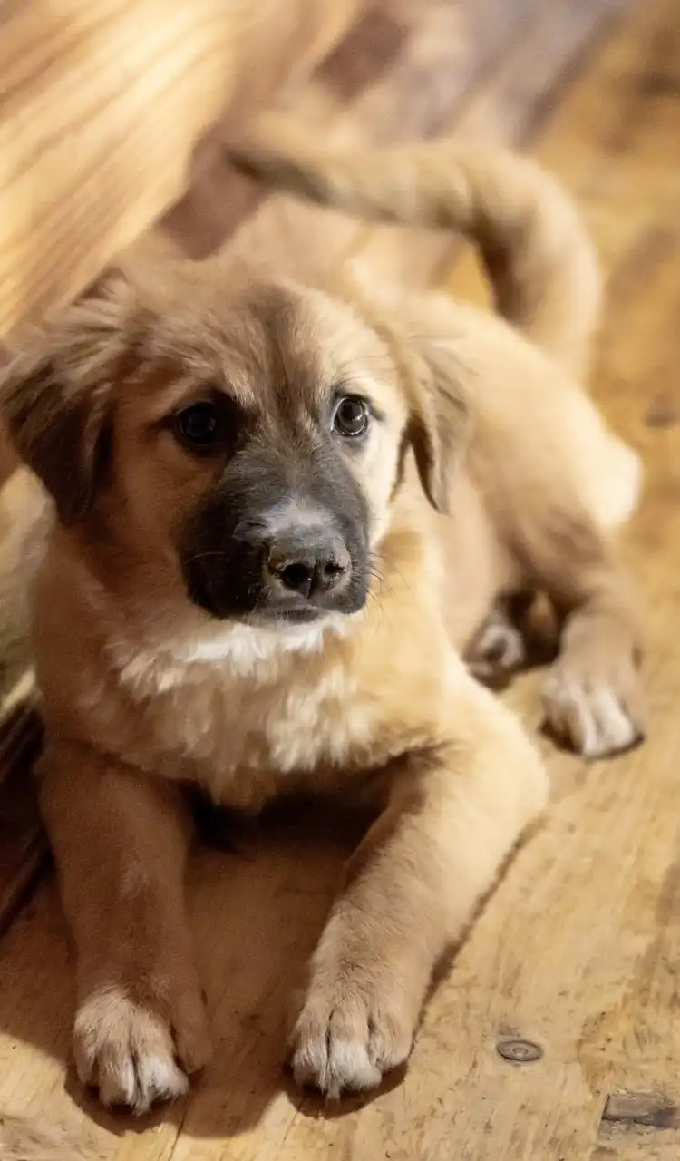 Щенки девочки 4 месяца ищут дом в Москве