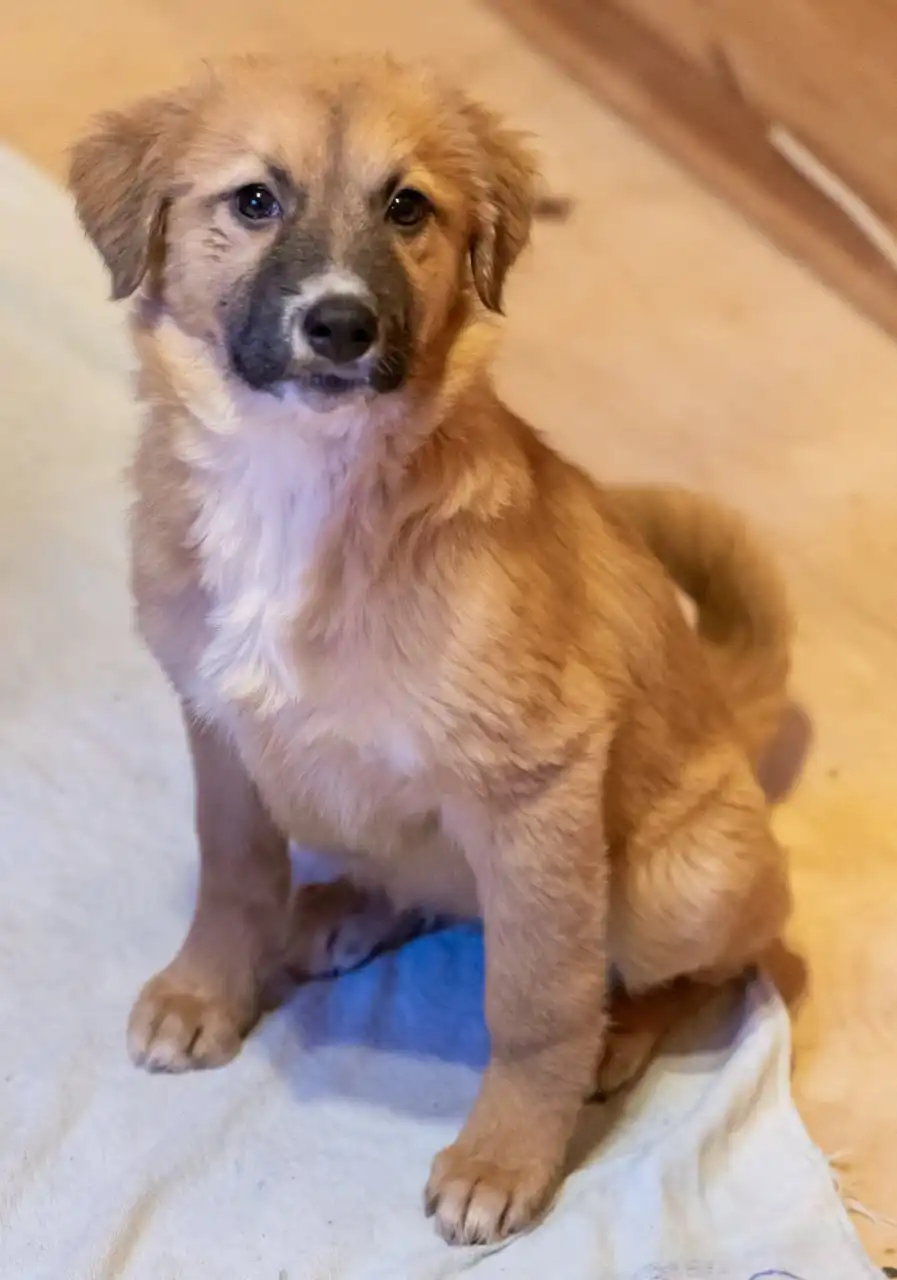 Щенки девочки 4 месяца ищут дом в Москве