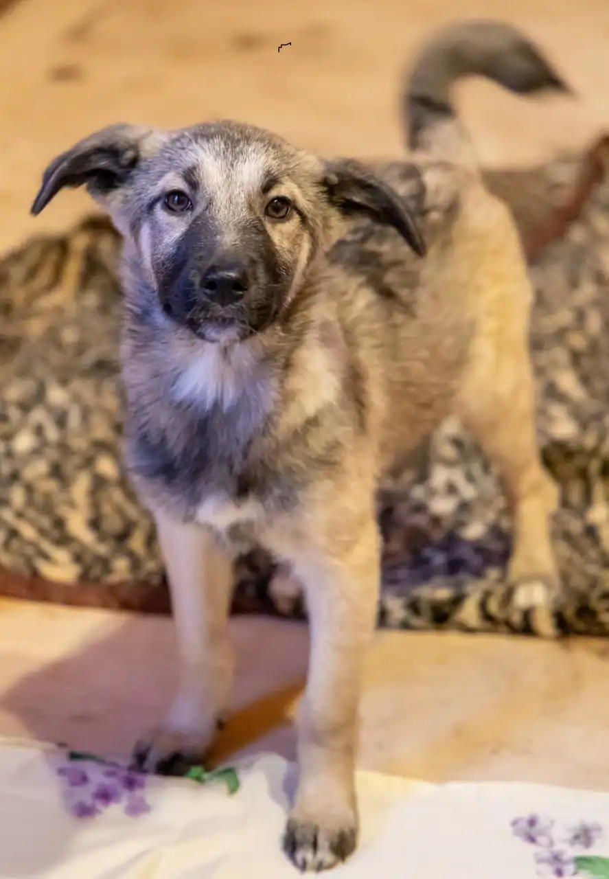 Щенки девочки 4 месяца ищут дом в Москве