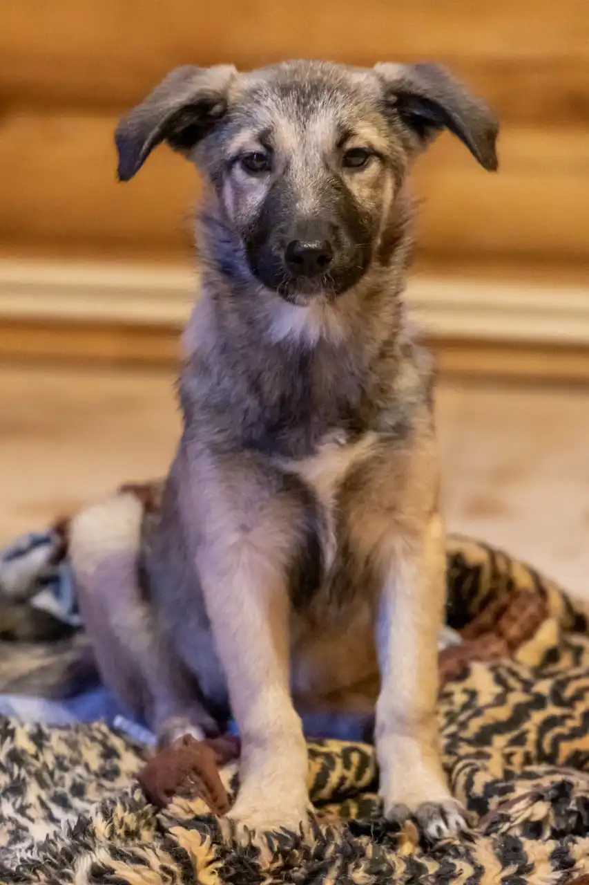 Щенки девочки 4 месяца ищут дом в Москве