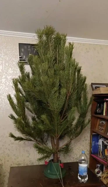 Продажа новогодних ёлок в Борисовке - частное объявление в Борисовка