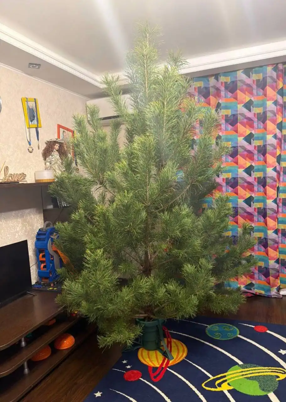 Продажа новогодних ёлок в Борисовке