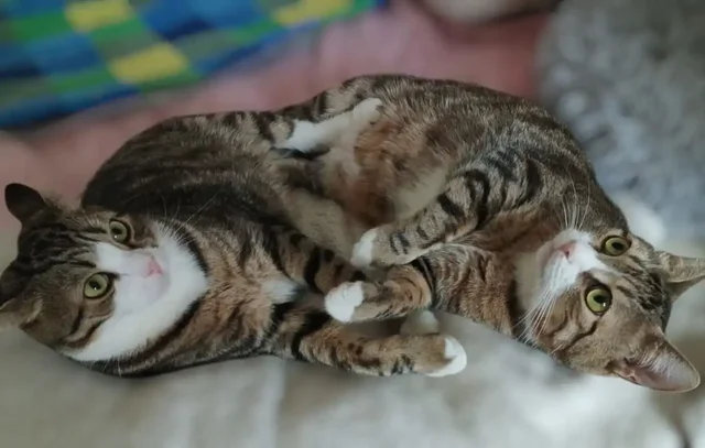 Братья-близнецы Сеня и Веня ищут дом - Животные в Мытищи