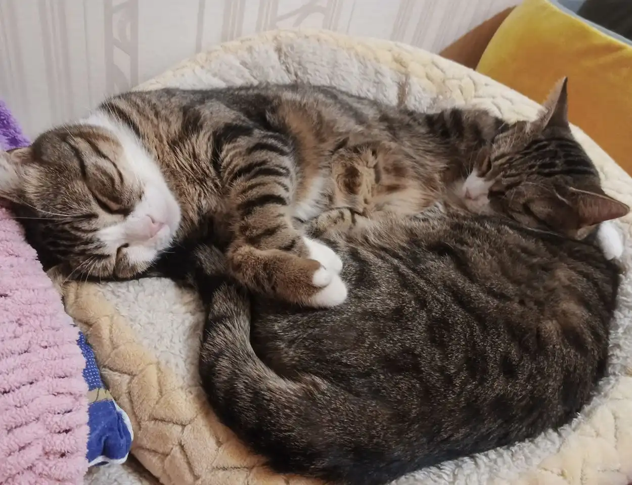 Братья-близнецы Сеня и Веня ищут дом