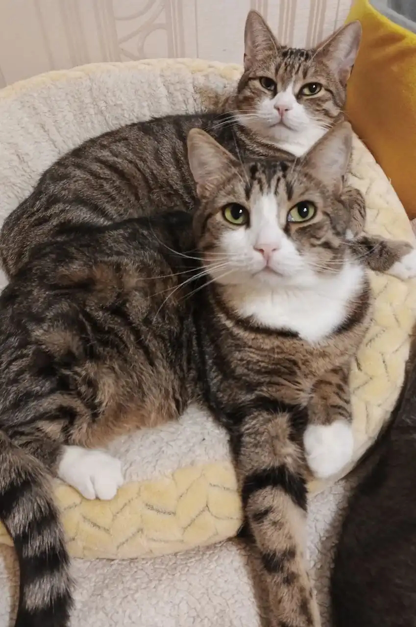 Братья-близнецы Сеня и Веня ищут дом