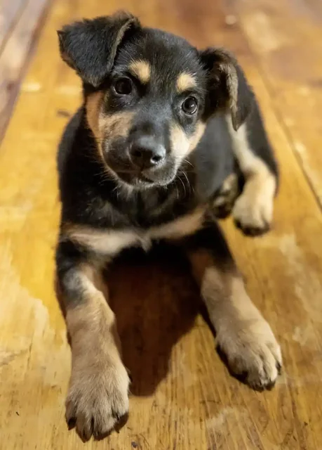 Щенки в поиске дома в Москве и МО - Животные в Москва