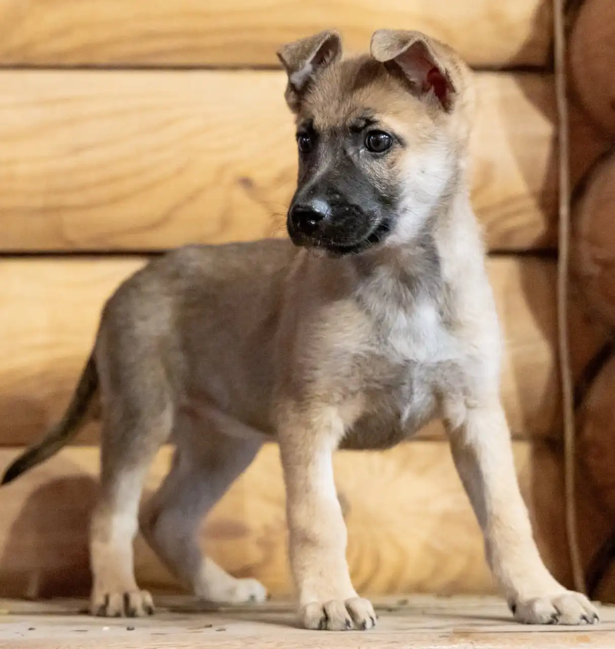 Щенки в поиске дома в Москве и МО