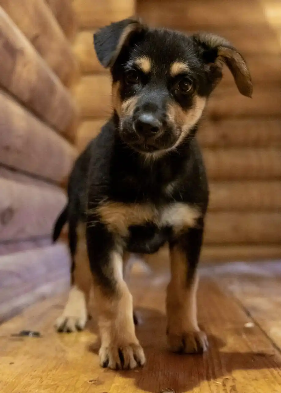 Щенки в поиске дома в Москве и МО