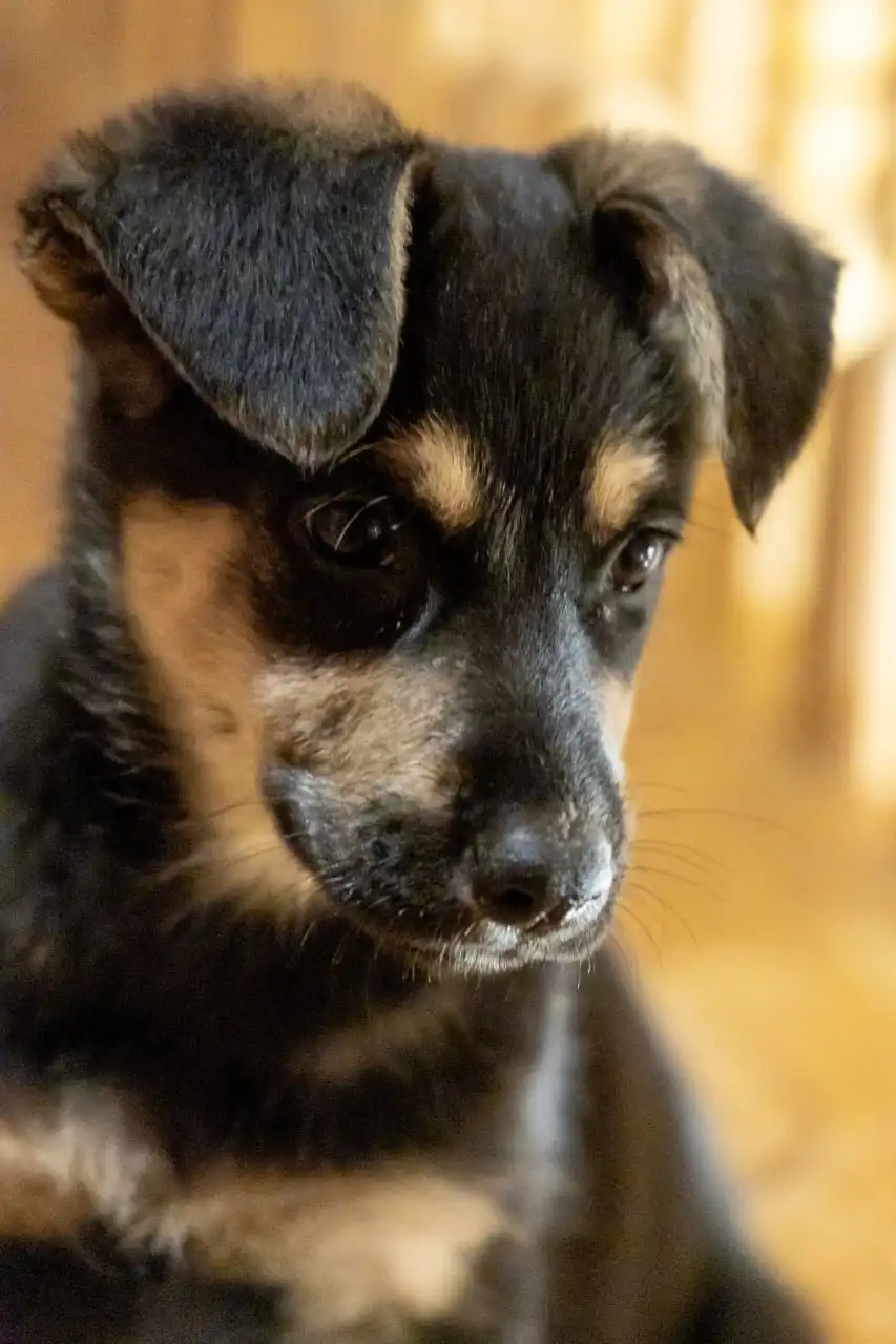 Щенки в поиске дома в Москве и МО