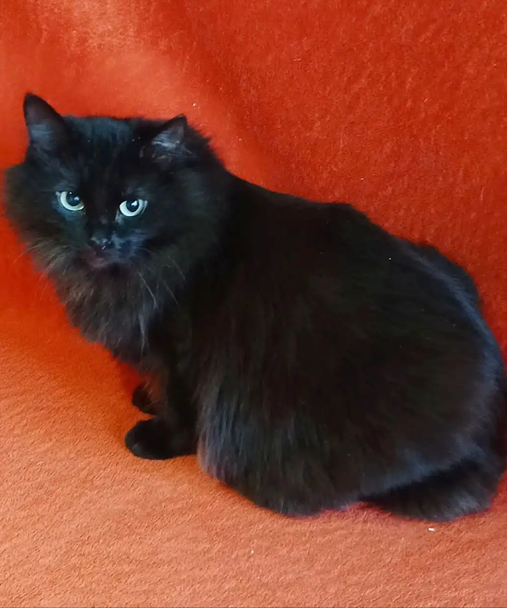 Ищем дом для кошек Нюши и Плюши в Долгопрудном