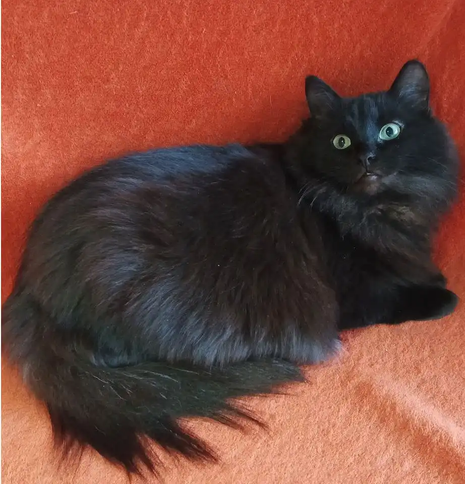 Ищем дом для кошек Нюши и Плюши в Долгопрудном