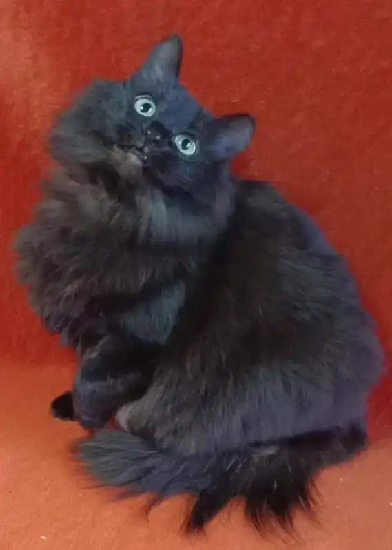 Ищем дом для кошек Нюши и Плюши в Долгопрудном