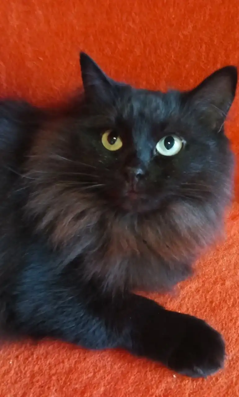 Ищем дом для кошек Нюши и Плюши в Долгопрудном