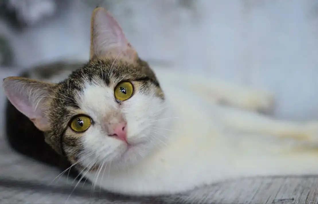 Котёнок Сёма и другие котята разных окрасов и возрастов