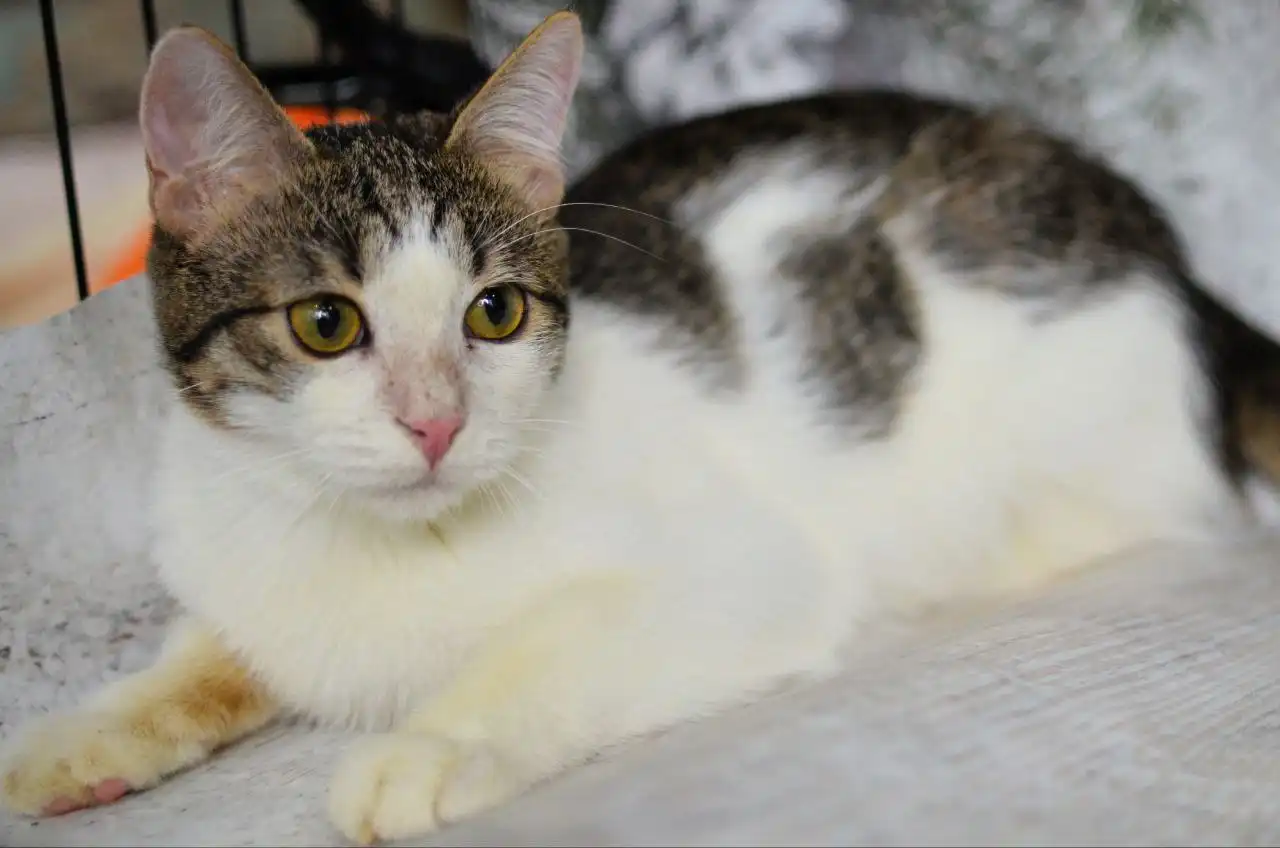 Котёнок Сёма и другие котята разных окрасов и возрастов