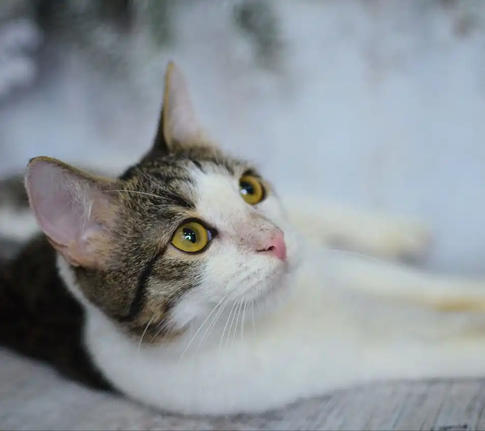 Котёнок Сёма и другие котята разных окрасов и возрастов