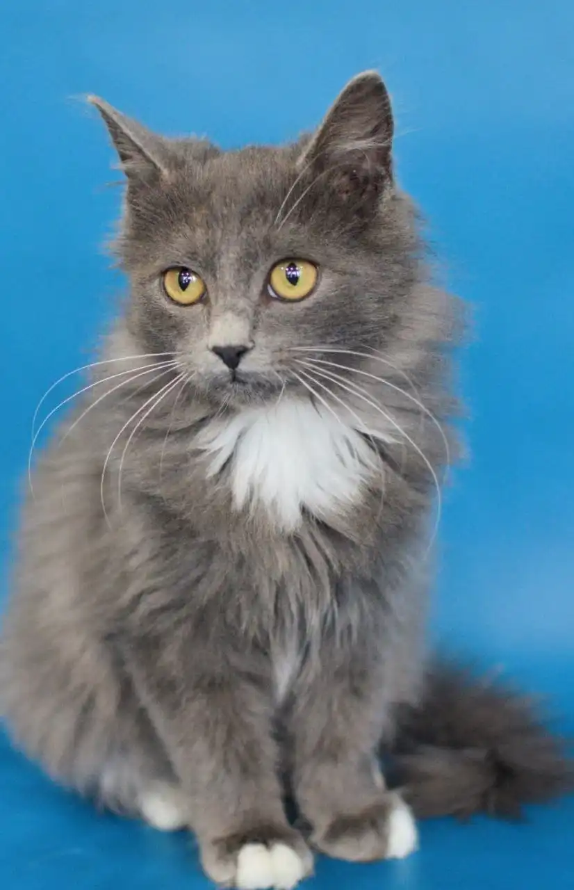 Красивый котик Максим и другие котята в добрые руки