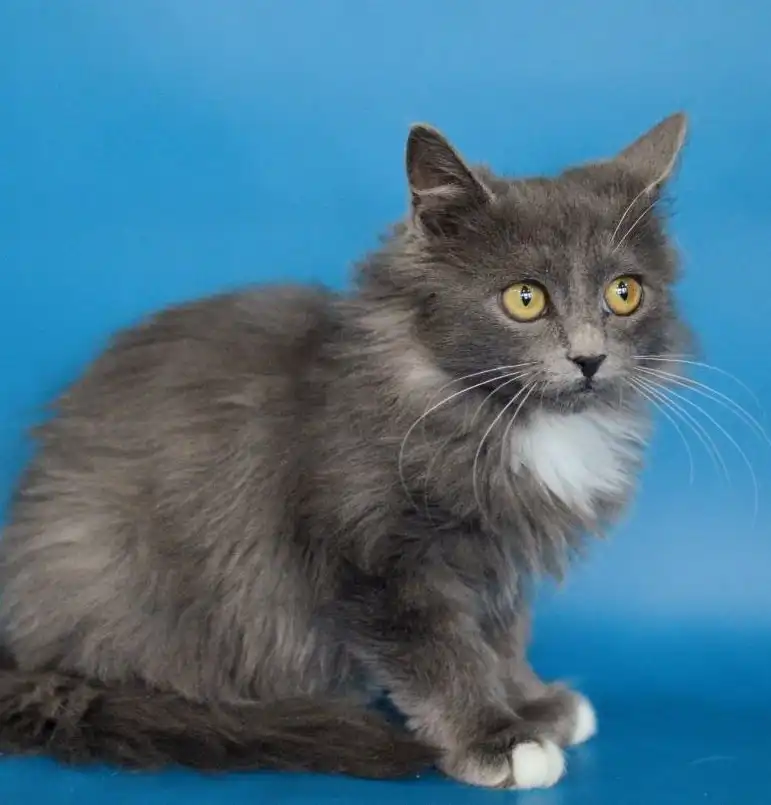 Красивый котик Максим и другие котята в добрые руки