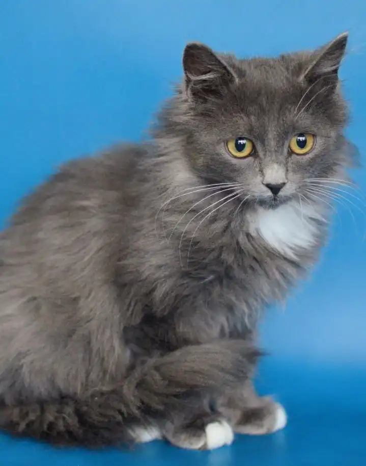 Красивый котик Максим и другие котята в добрые руки