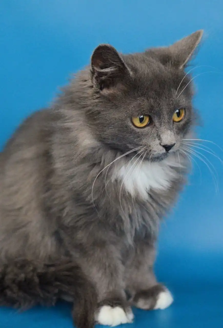 Красивый котик Максим и другие котята в добрые руки