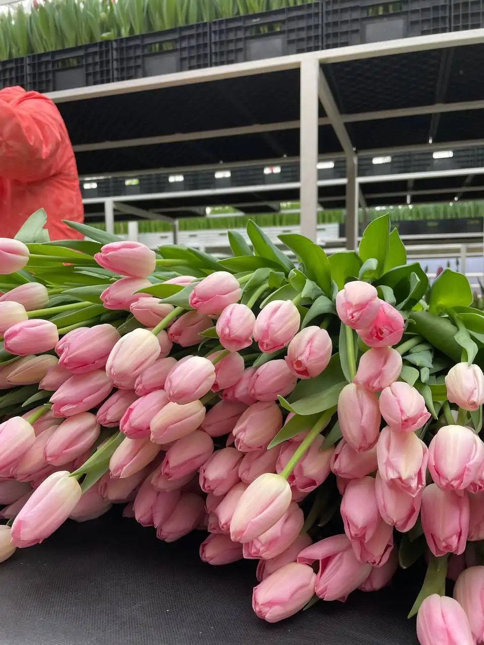 Предзаказ тюльпанов сезона 2026