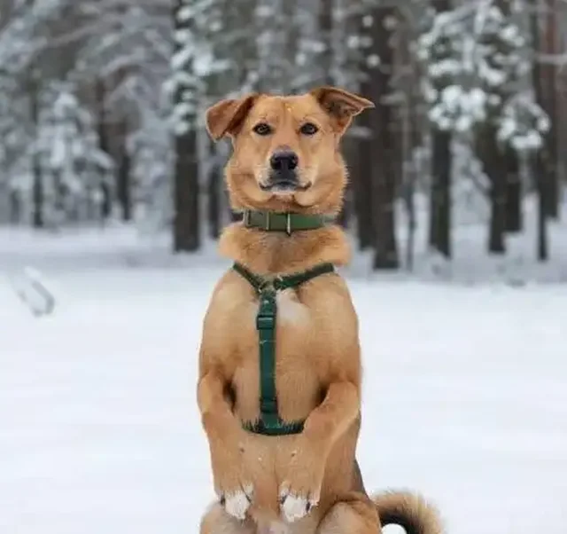 Собака Афина ищет дом - Товары для животных в Москва