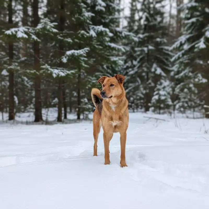 Собака Афина ищет дом - Собаки (Животные) в Москва