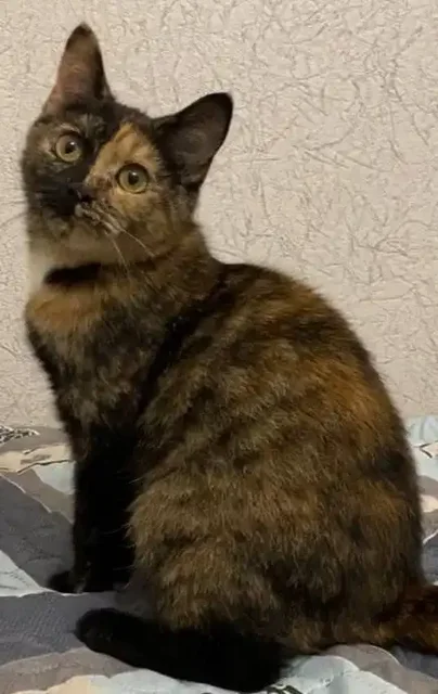 Пристройство котёнка Искорки в Москве - Кошки в Москва