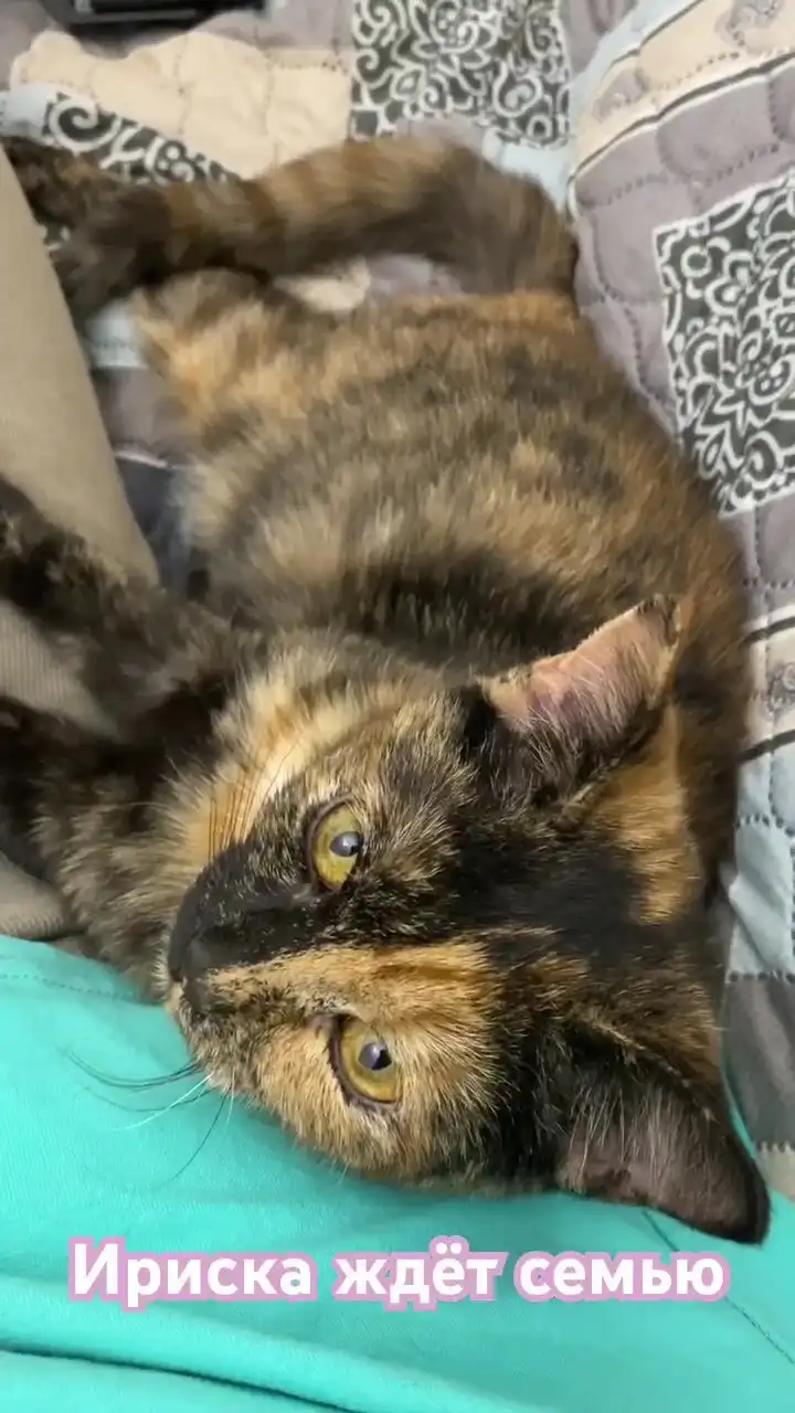 Пристройство котёнка Искорки в Москве - Кошки (Животные) в Москва